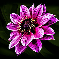 Buy canvas prints of Dahlia Fascination by Jonathan Thirkell