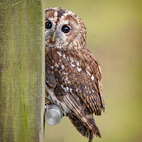 Buy canvas prints of Tawny Owl on fencepost by Jonathan Thirkell