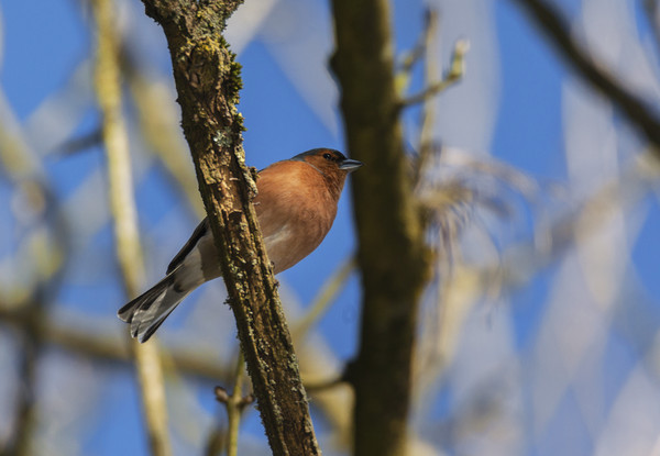 Resting chaffinch Picture Board by Jonathan Thirkell