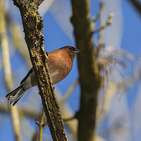 Buy canvas prints of Resting chaffinch by Jonathan Thirkell