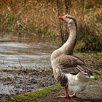Buy canvas prints of Brown Chinese Goose by Jonathan Thirkell