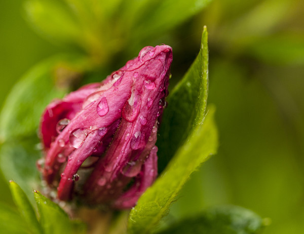 Raindrops on the unopened bud. Picture Board by Jonathan Thirkell