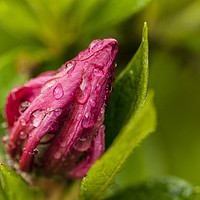 Buy canvas prints of Raindrops on the unopened bud. by Jonathan Thirkell