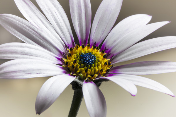 Cape Daisy (Osteospurnum) Picture Board by Jonathan Thirkell