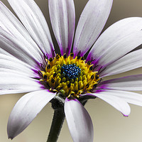 Buy canvas prints of Cape Daisy (Osteospurnum) by Jonathan Thirkell
