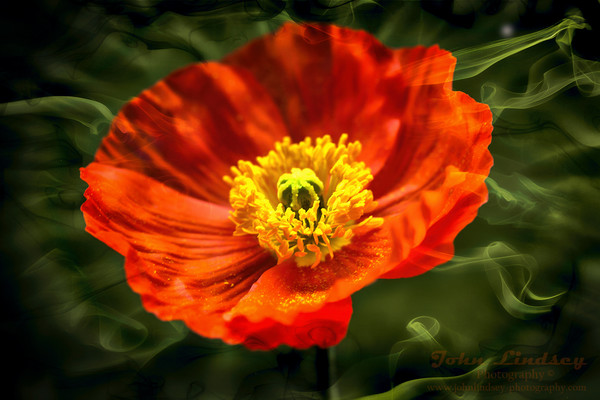 Orange Poppy Picture Board by Jonathan Thirkell
