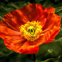 Buy canvas prints of Orange Poppy by Jonathan Thirkell