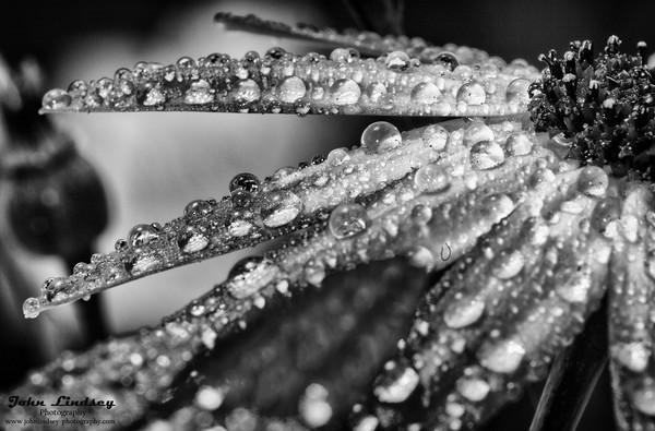 Rain drops in monochrome Picture Board by Jonathan Thirkell