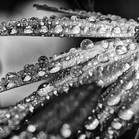 Buy canvas prints of Rain drops in monochrome by Jonathan Thirkell