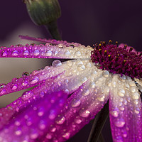 Buy canvas prints of Raindrops in colour by Jonathan Thirkell