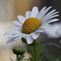 Buy canvas prints of Single daisy by Jonathan Thirkell