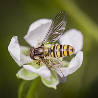 Buy canvas prints of Resting Hoverfly by Jonathan Thirkell