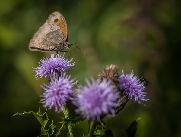 Meadow Brown Picture Board by Jonathan Thirkell