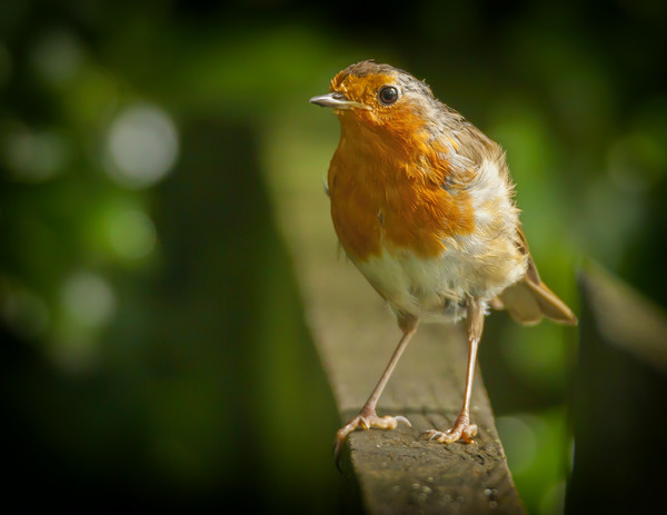 Robin red breast Picture Board by Jonathan Thirkell