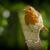 Buy canvas prints of Robin red breast by Jonathan Thirkell