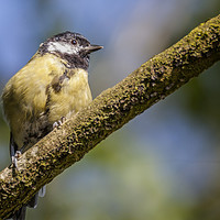 Buy canvas prints of Sunbathing Great Tit by Jonathan Thirkell