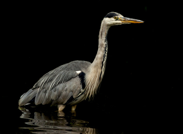 Low key grey heron. Picture Board by Jonathan Thirkell