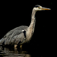 Buy canvas prints of Low key grey heron. by Jonathan Thirkell