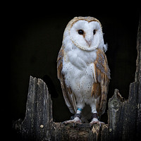 Buy canvas prints of The Barn Owl by Jonathan Thirkell