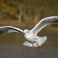 Buy canvas prints of The flying gull by Jonathan Thirkell