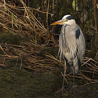 Buy canvas prints of Standing Grey Heron by Jonathan Thirkell