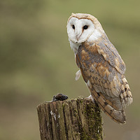 Buy canvas prints of Barn Owl with prey by Jonathan Thirkell