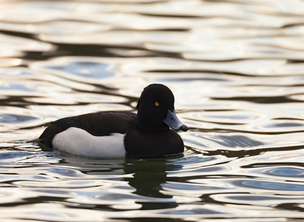 Tufted Duck Picture Board by Jonathan Thirkell