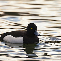 Buy canvas prints of Tufted Duck by Jonathan Thirkell