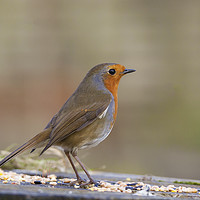 Buy canvas prints of Robin red breast by Jonathan Thirkell