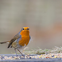Buy canvas prints of Robin Red breast by Jonathan Thirkell