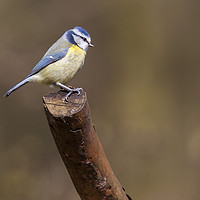 Buy canvas prints of Blue tit by Jonathan Thirkell