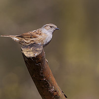 Buy canvas prints of Dunnock by Jonathan Thirkell