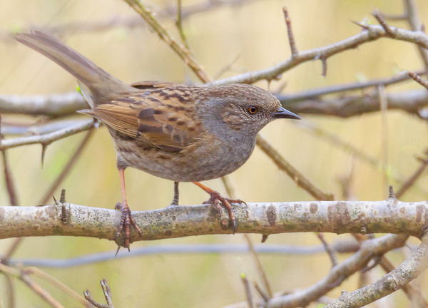 Dunnock Picture Board by Jonathan Thirkell