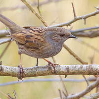 Buy canvas prints of Dunnock by Jonathan Thirkell