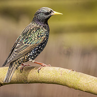 Buy canvas prints of Starling by Jonathan Thirkell