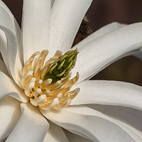 Buy canvas prints of Magnolia Stellata by Jonathan Thirkell