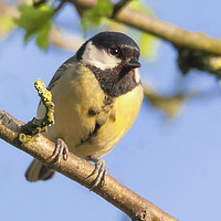 Buy canvas prints of Great tit resting in the sun by Jonathan Thirkell
