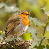 Buy canvas prints of Well Fed Robin by Jonathan Thirkell