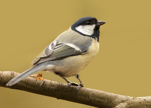 Coal Tit In The Sun Picture Board by Jonathan Thirkell