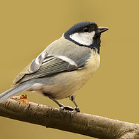 Buy canvas prints of Coal Tit In The Sun by Jonathan Thirkell