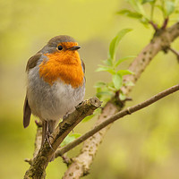 Buy canvas prints of Resting Robin by Jonathan Thirkell