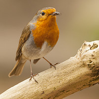 Buy canvas prints of Robin with snack by Jonathan Thirkell
