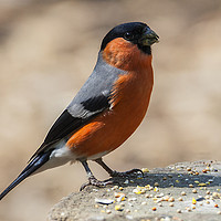 Buy canvas prints of Male Bullfinch by Jonathan Thirkell