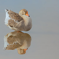 Buy canvas prints of Goose on reflection by Jonathan Thirkell
