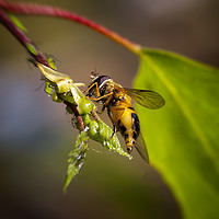 Buy canvas prints of Hover fly and aphids by Jonathan Thirkell