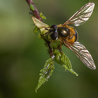 Buy canvas prints of Hoverfly & Aphids by Jonathan Thirkell