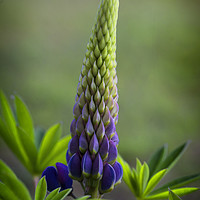 Buy canvas prints of Single Lupin by Jonathan Thirkell