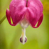 Buy canvas prints of The Bleeding Heart by Jonathan Thirkell