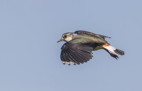 Lapwing in flight Picture Board by Jonathan Thirkell