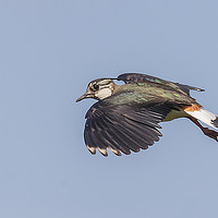 Buy canvas prints of Lapwing in flight by Jonathan Thirkell